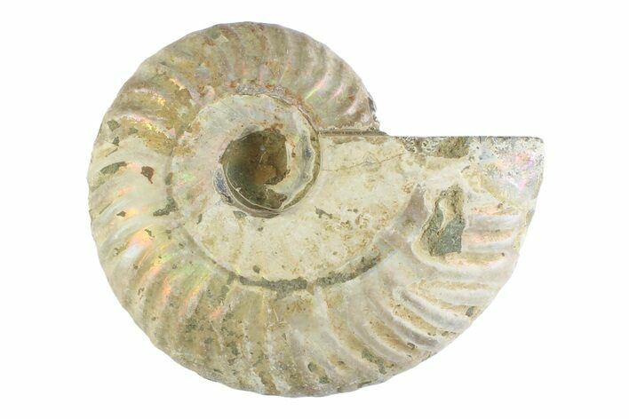 Silver Iridescent Ammonite (Cleoniceras) Fossil - Madagascar #346735